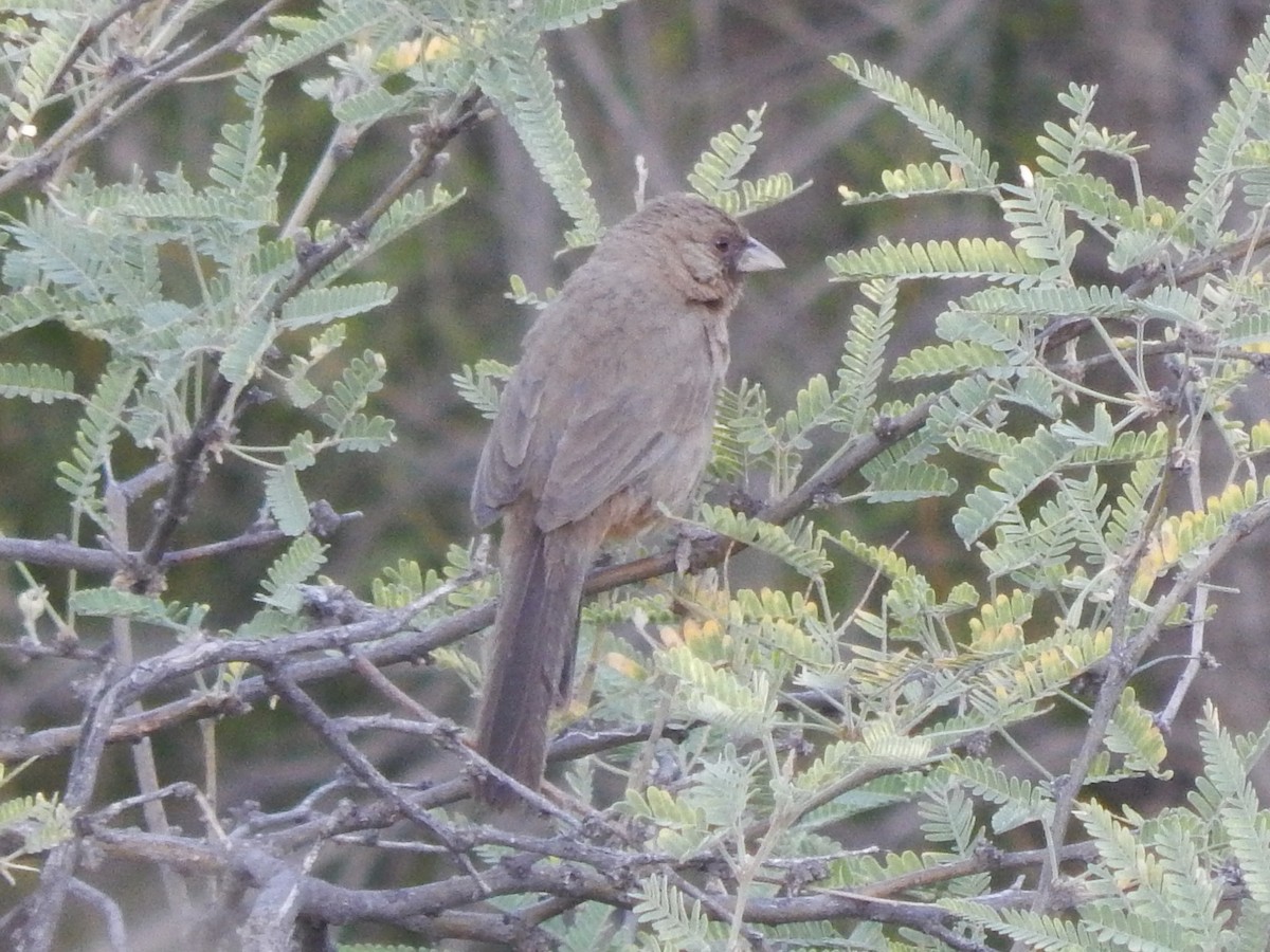 Abert's Towhee - ML640387991