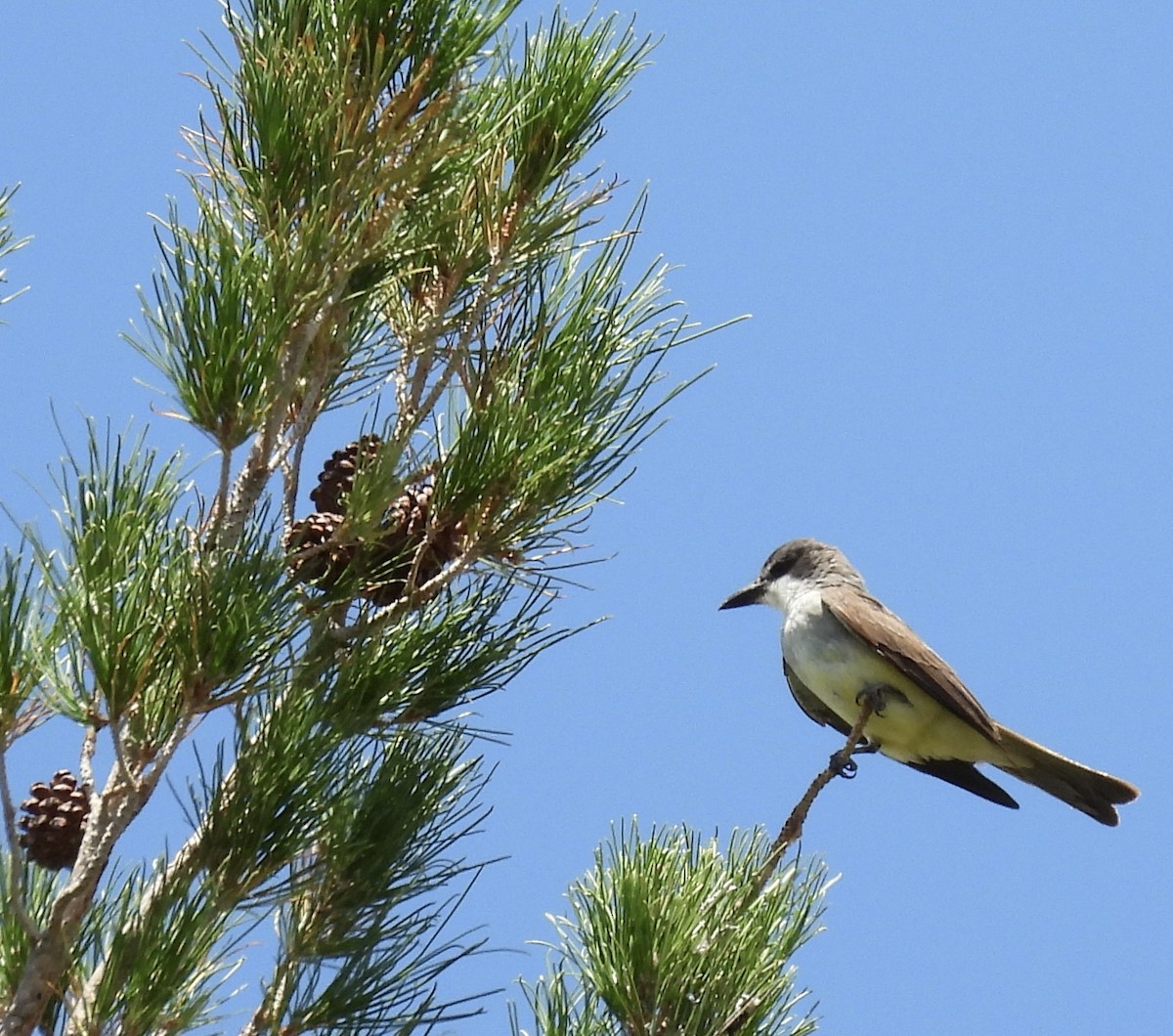 Thick-billed Kingbird - ML640387996