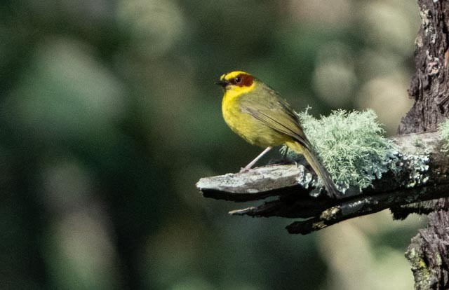Golden-browed Warbler - ML640388062