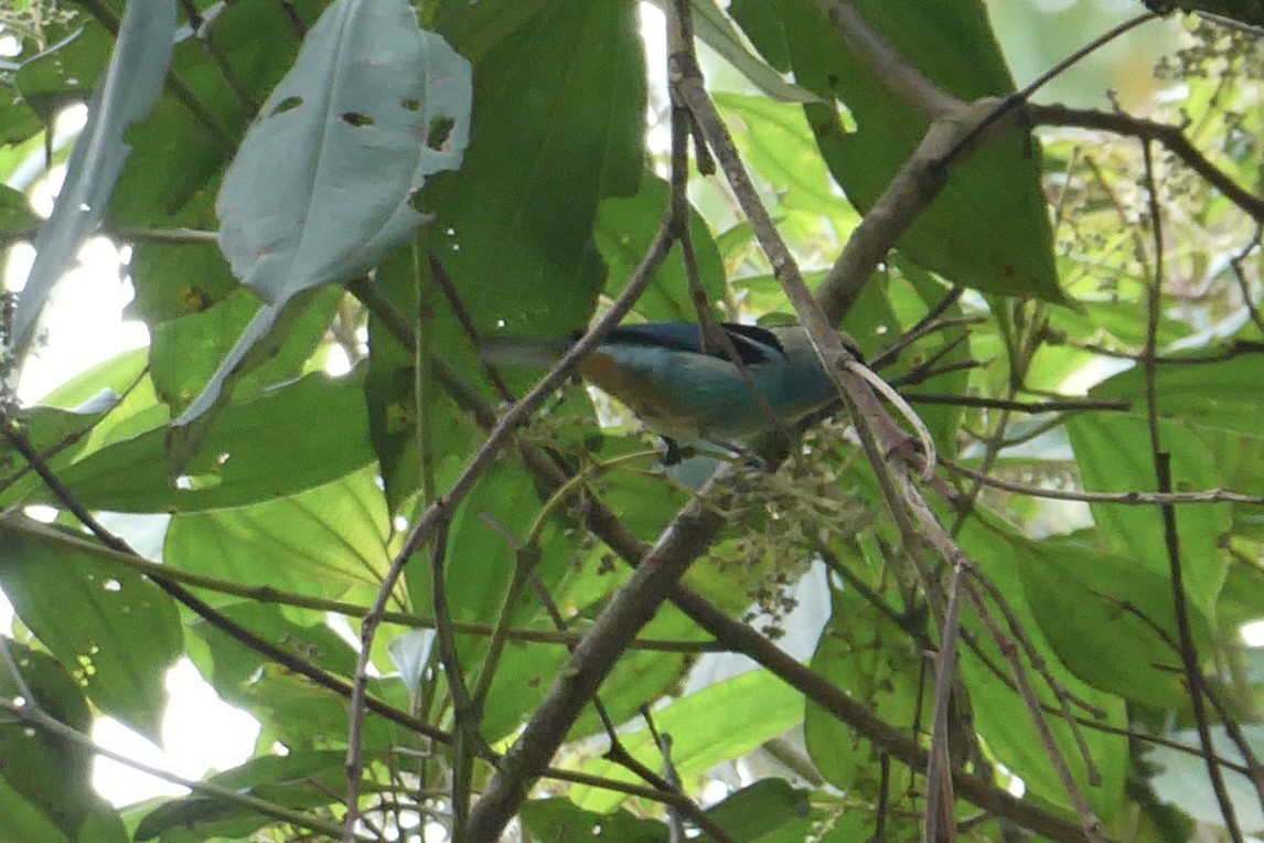 Metallic-green Tanager - ML640388076