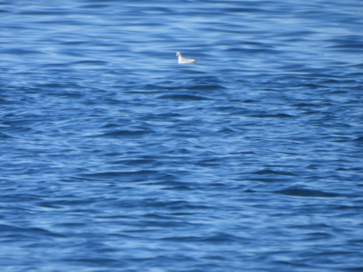 Red Phalarope - ML640388106