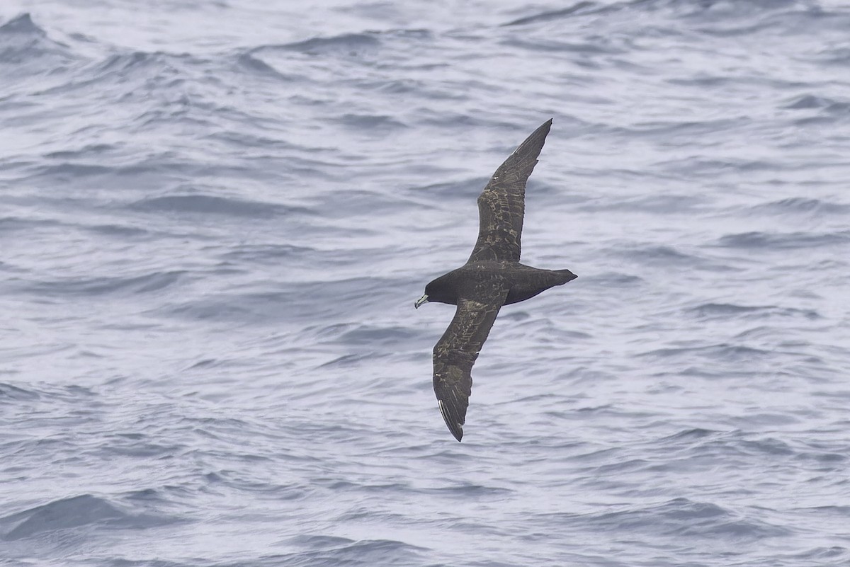 White-chinned Petrel - ML640388125