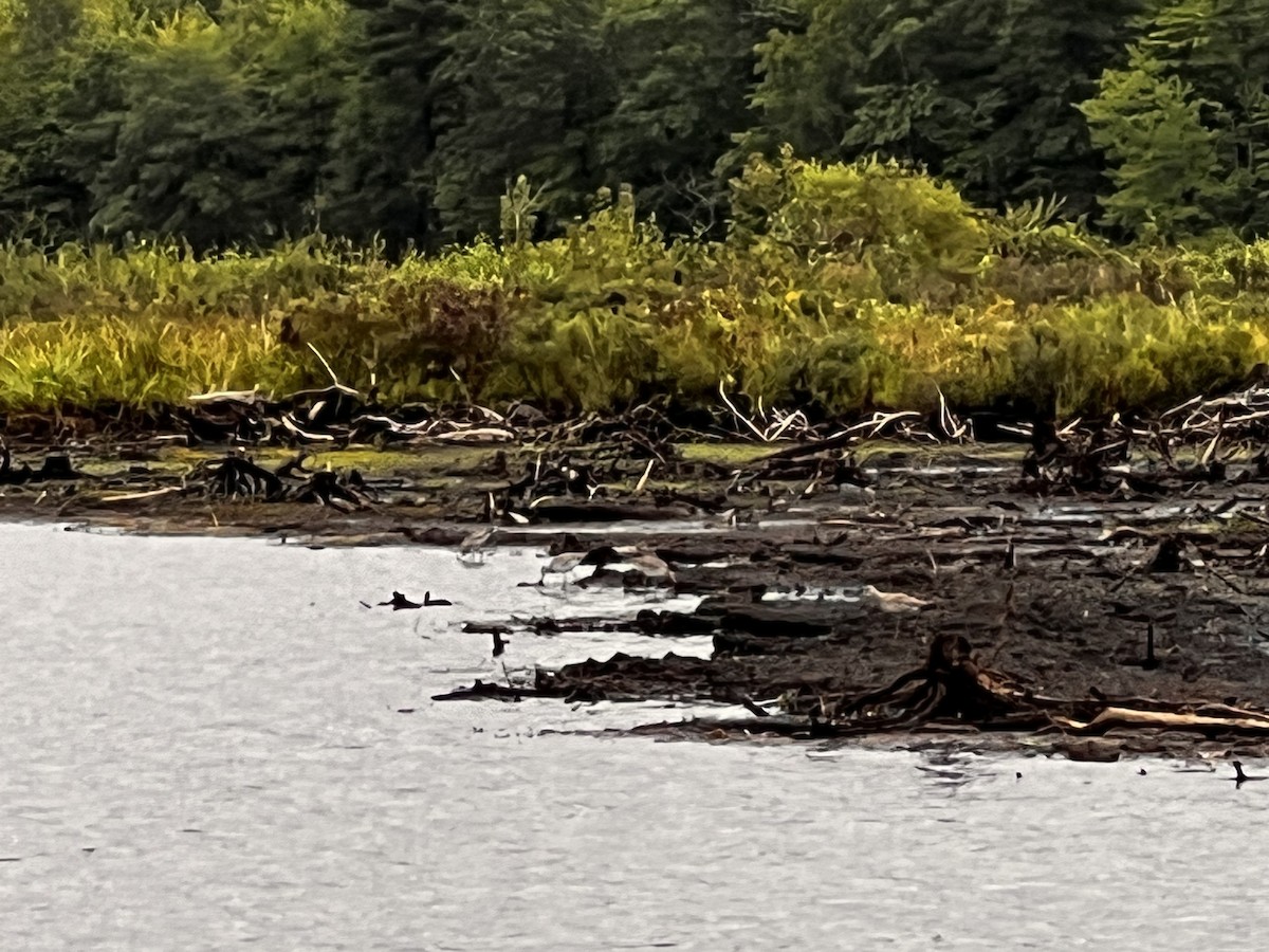 vodouš břehoušovitý - ML640388140