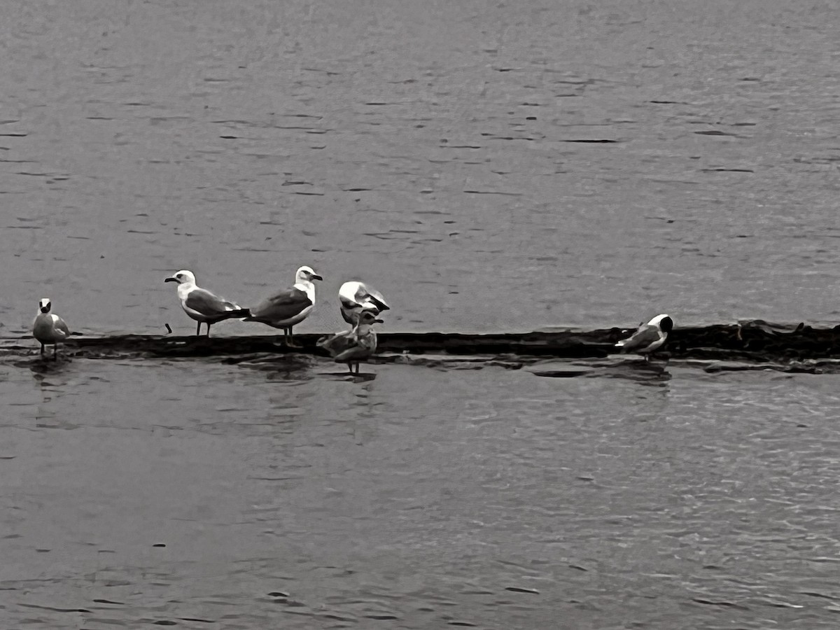 racek Bonapartův - ML640388153