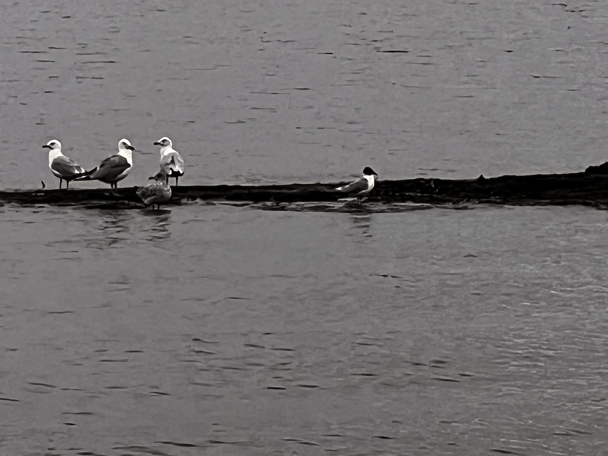 racek Bonapartův - ML640388155