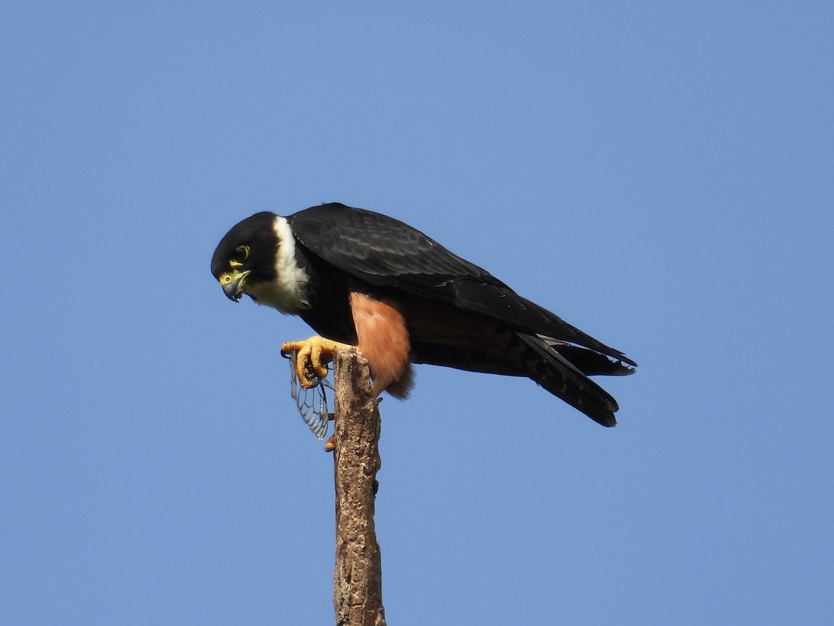 Bat Falcon - ML640388161