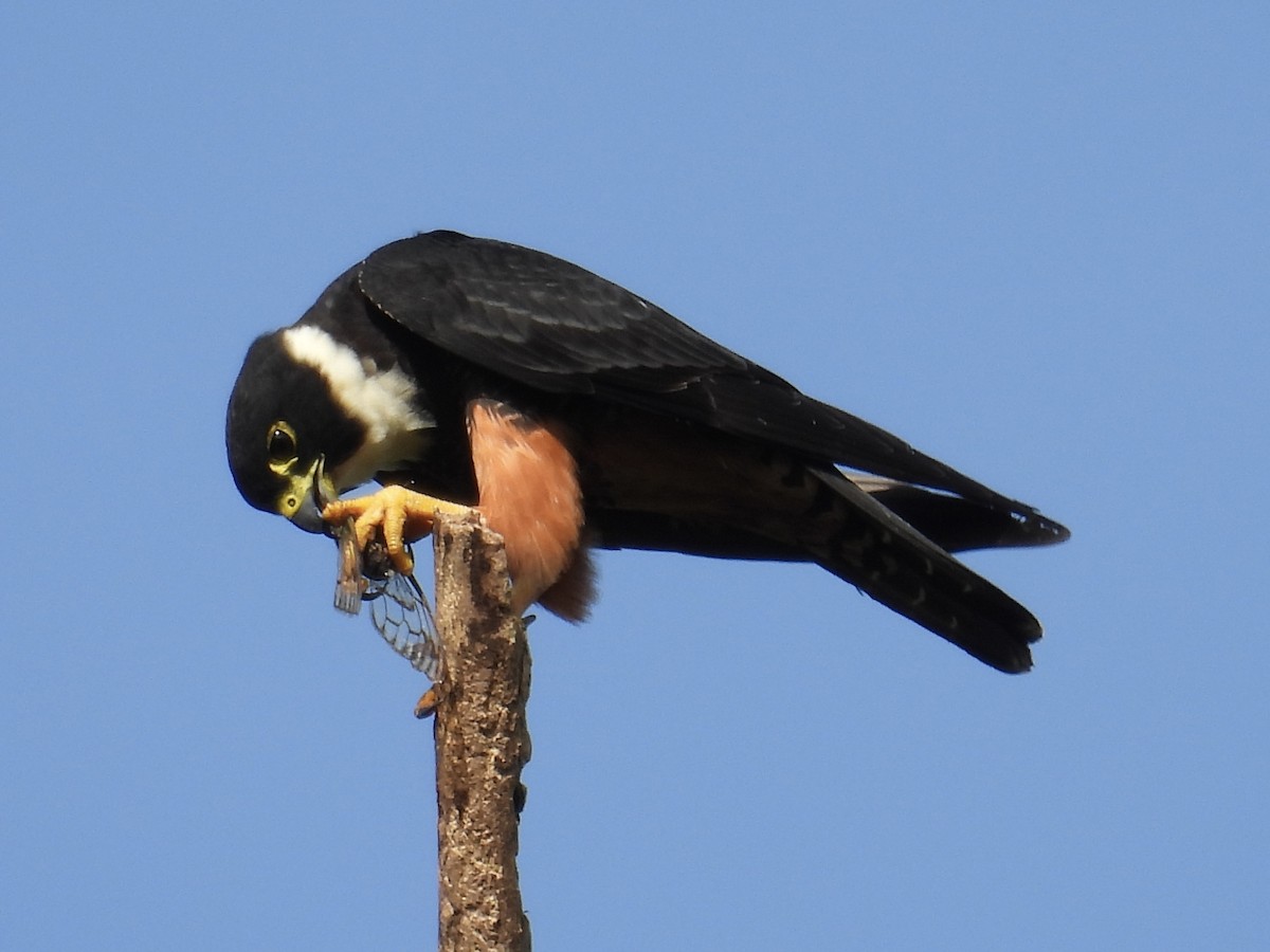 Bat Falcon - ML640388162