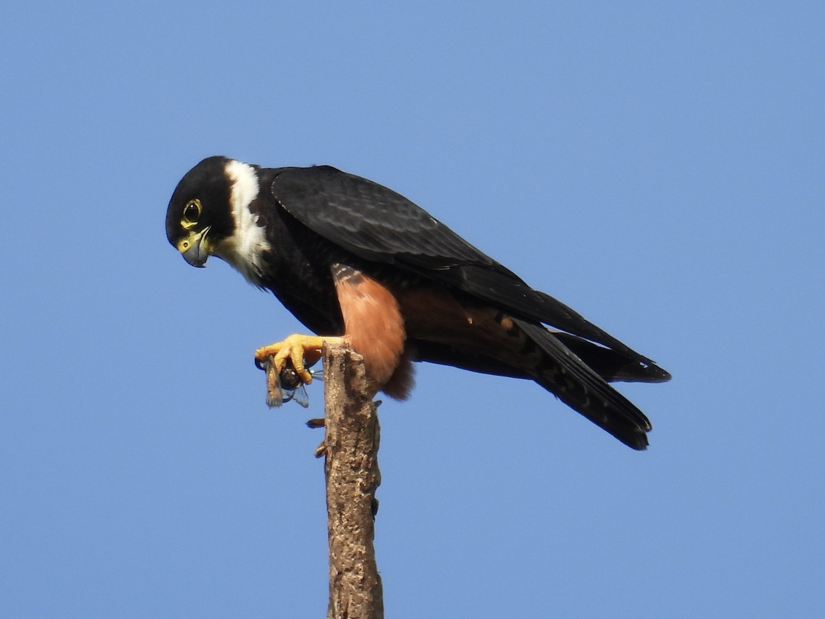 Bat Falcon - ML640388163