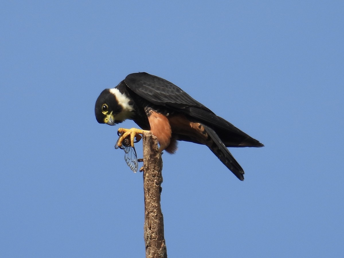 Bat Falcon - ML640388164