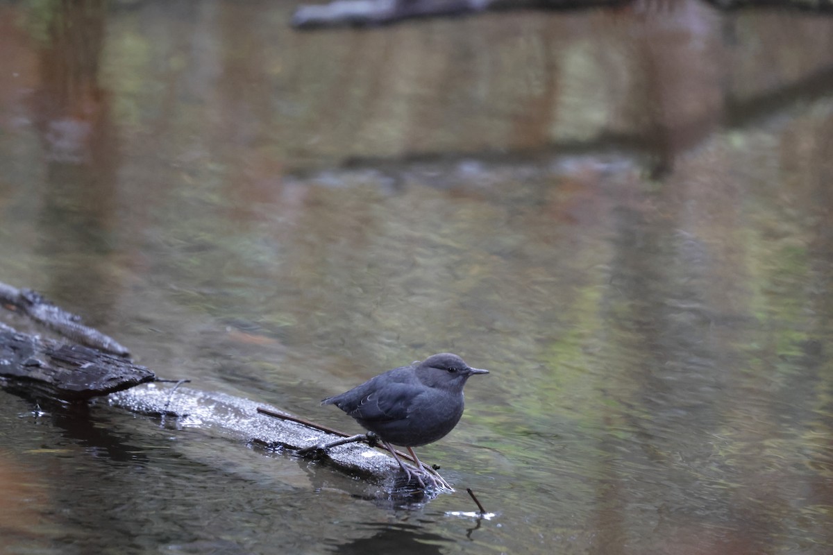 American Dipper - ML640388172
