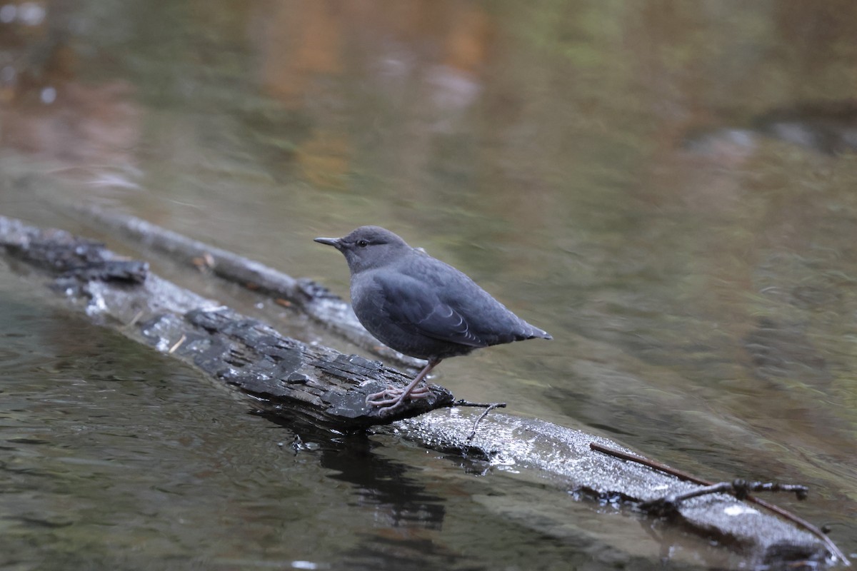 American Dipper - ML640388173