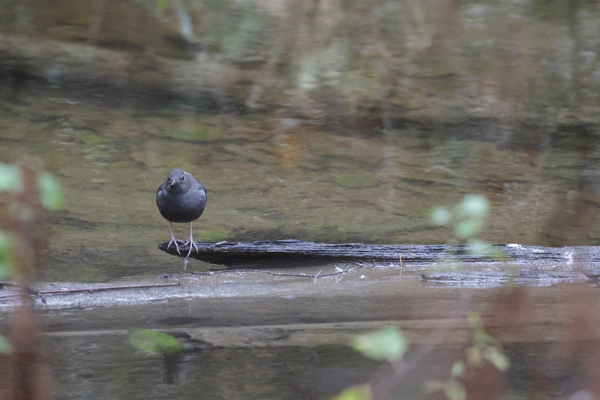 American Dipper - ML640388174