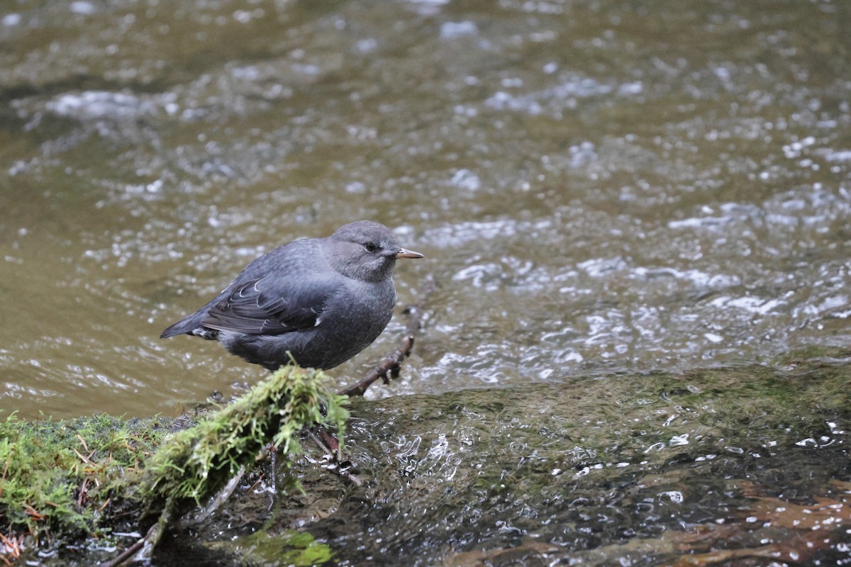 American Dipper - ML640388175