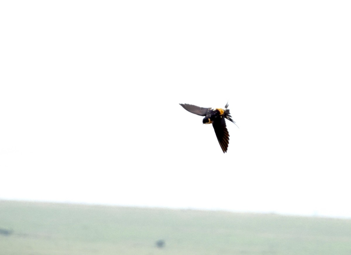 Rufous-chested Swallow - ML640388211