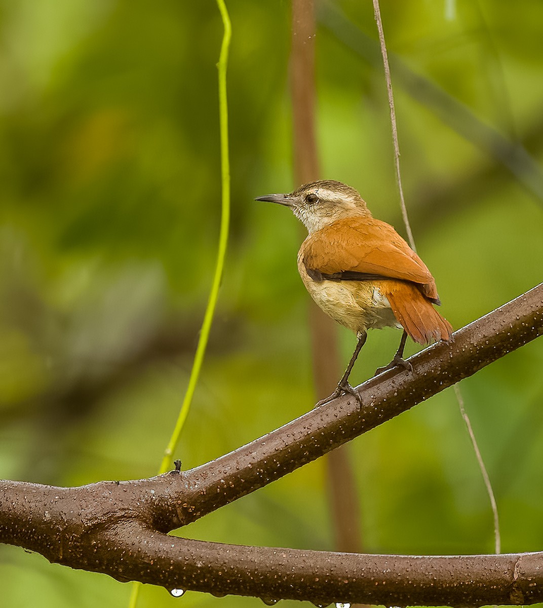 Lesser Hornero - ML640388225