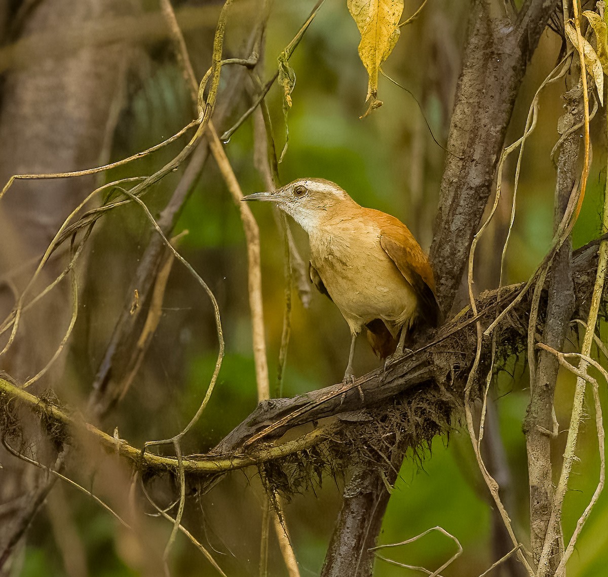 Lesser Hornero - ML640388227