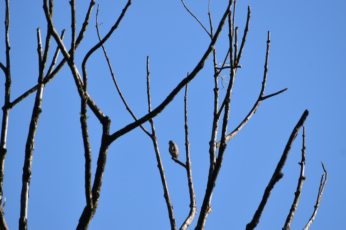 Roadside Hawk - ML640388239