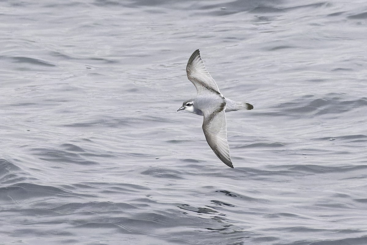 Antarctic Prion - ML640388262