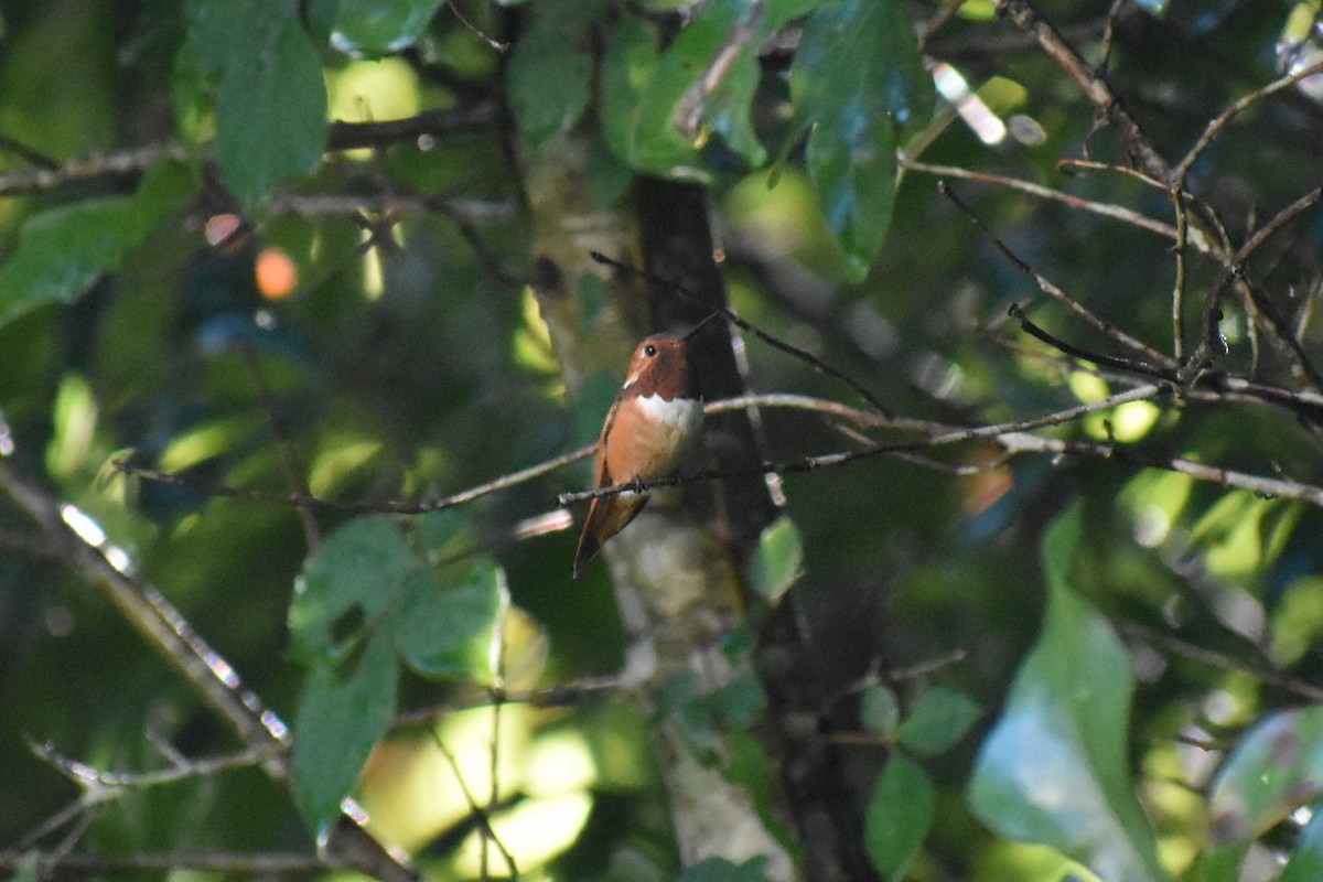 rødkolibri - ML640388271