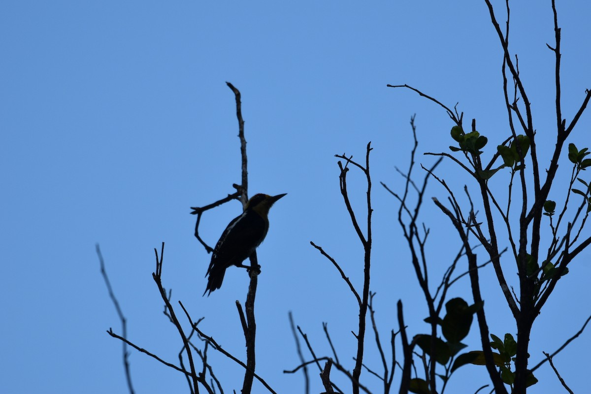 Golden-naped Woodpecker - ML640388278