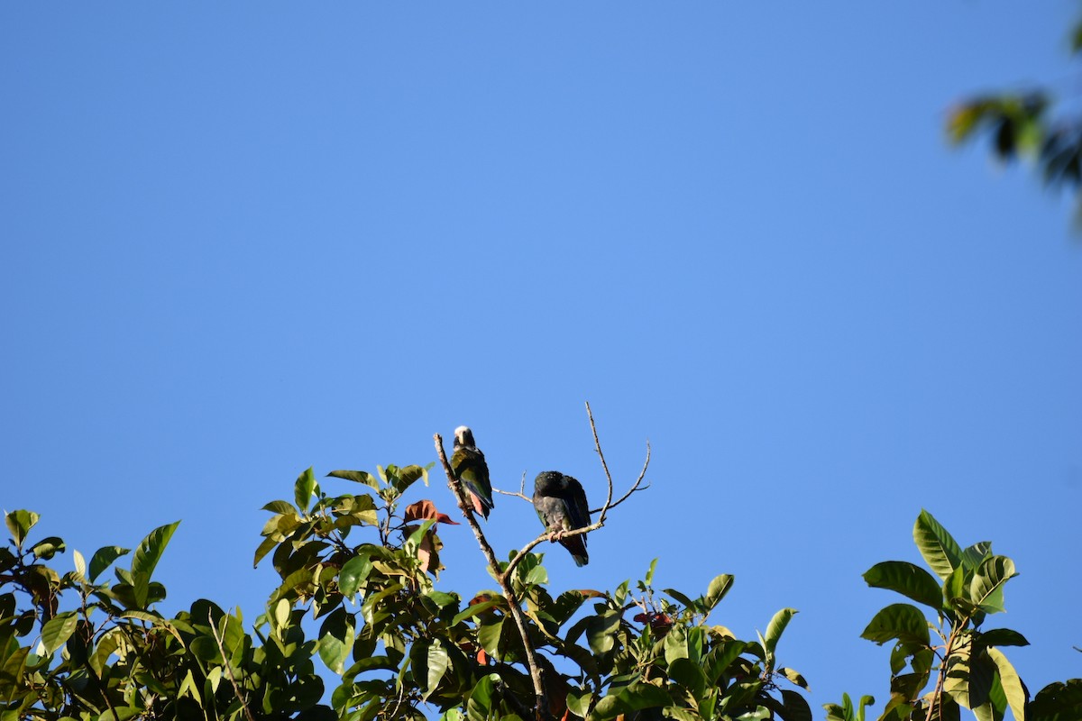 Loro Senil - ML640388287