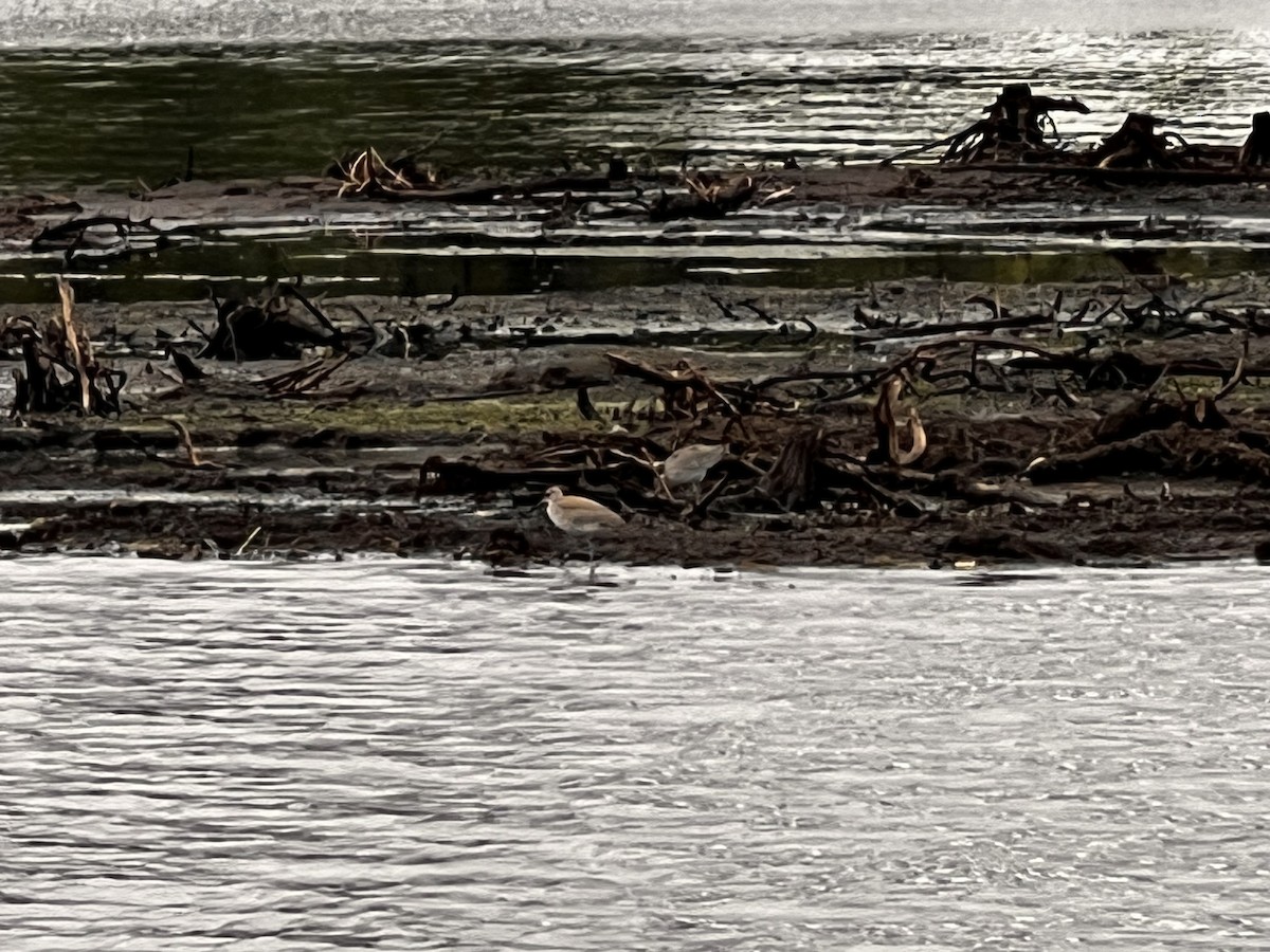 vodouš břehoušovitý - ML640388335