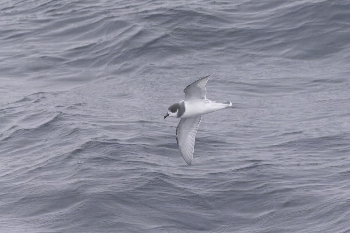 Blue Petrel - ML640388355