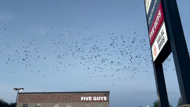 Purple Martin - ML640388395