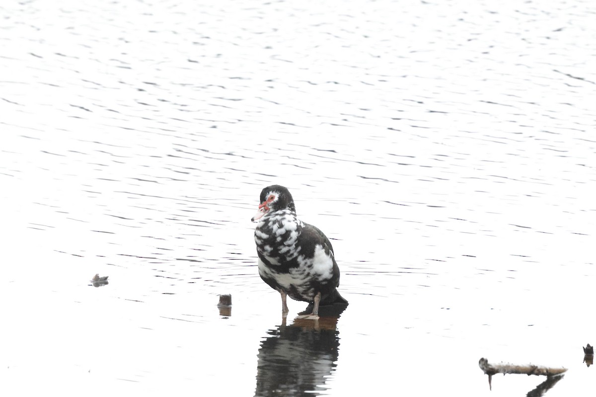 Muscovy Duck (Domestic type) - ML640388402
