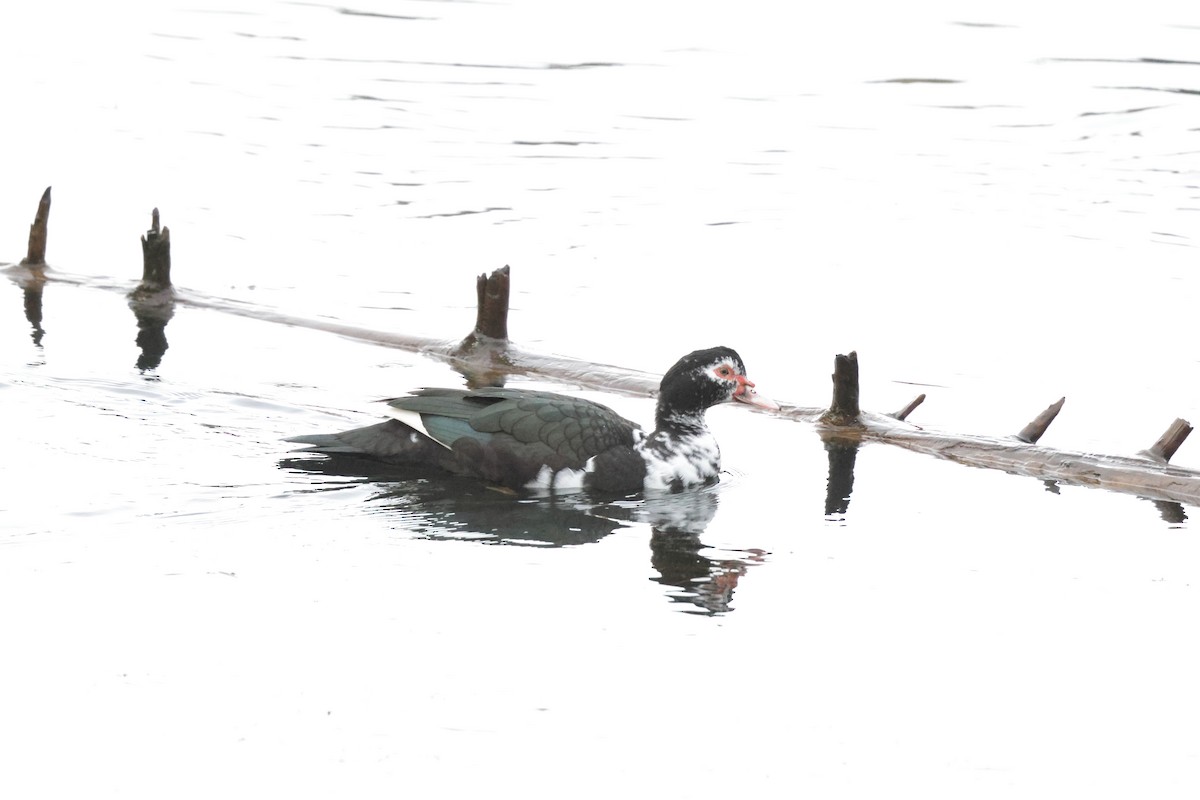 Muscovy Duck (Domestic type) - ML640388403