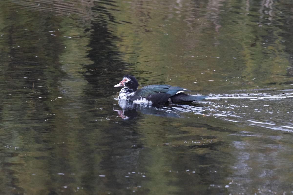 Muscovy Duck (Domestic type) - ML640388404