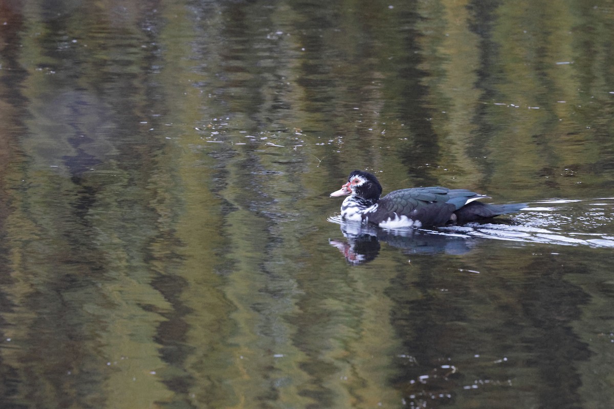 Muscovy Duck (Domestic type) - ML640388405