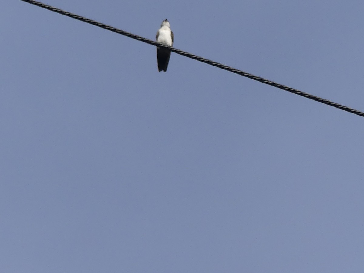 Blue-and-white Swallow (cyanoleuca) - ML640388421