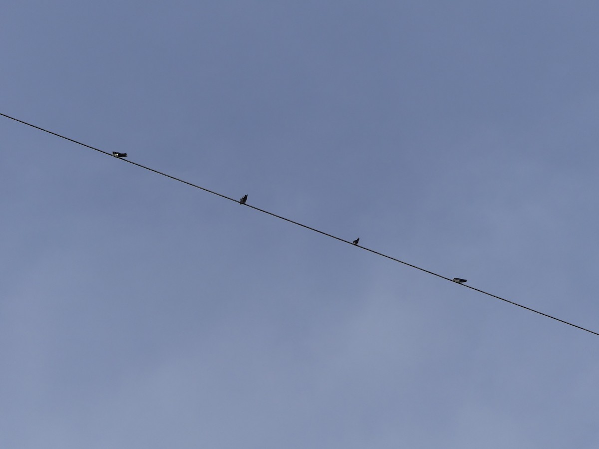 Blue-and-white Swallow (cyanoleuca) - ML640388422