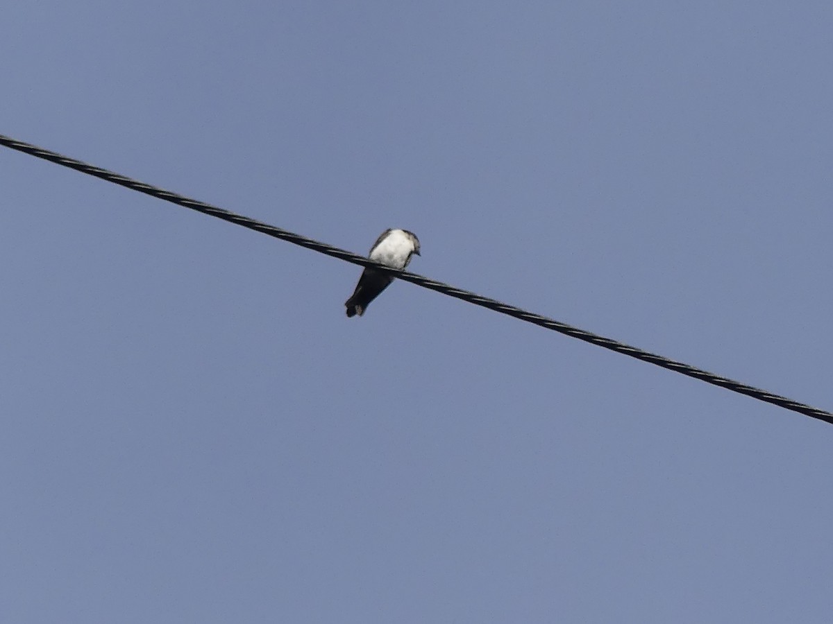 Blue-and-white Swallow (cyanoleuca) - ML640388424