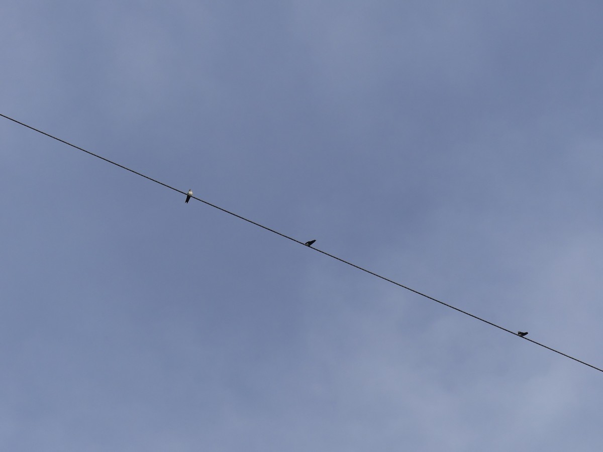 Blue-and-white Swallow (cyanoleuca) - ML640388425