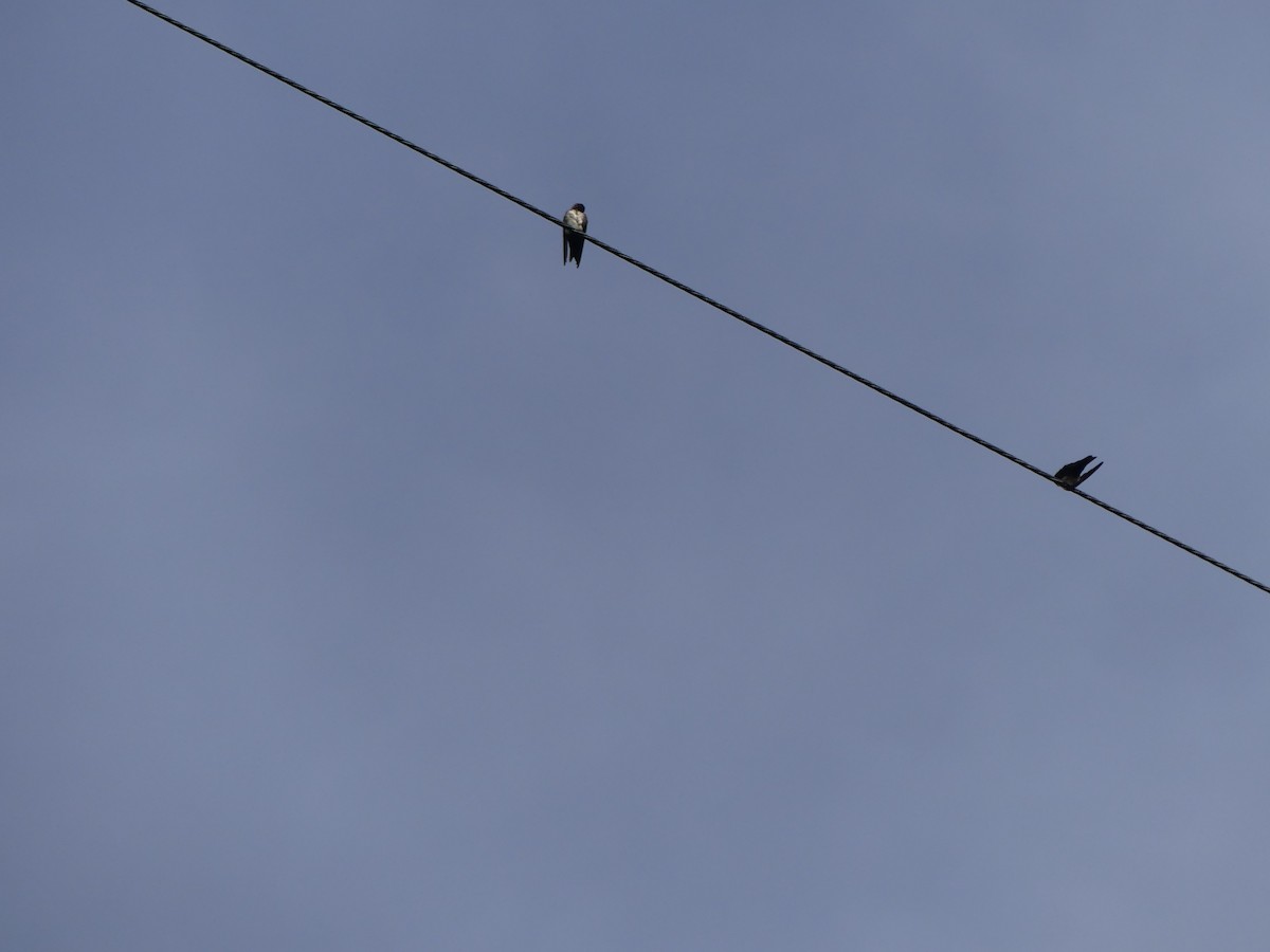 Blue-and-white Swallow (cyanoleuca) - ML640388426