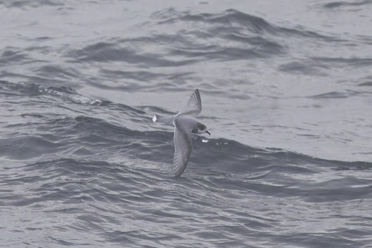 Blue Petrel - ML640388427