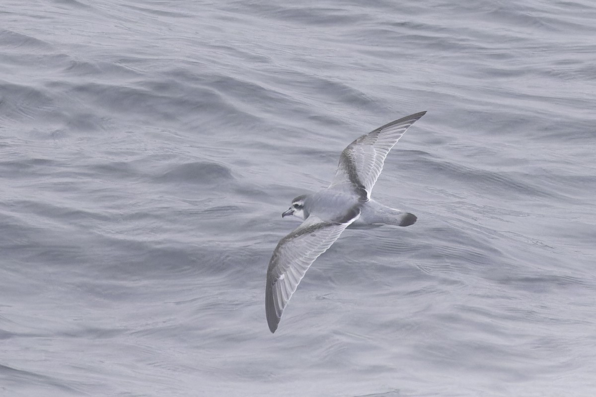 Antarctic Prion - ML640388431