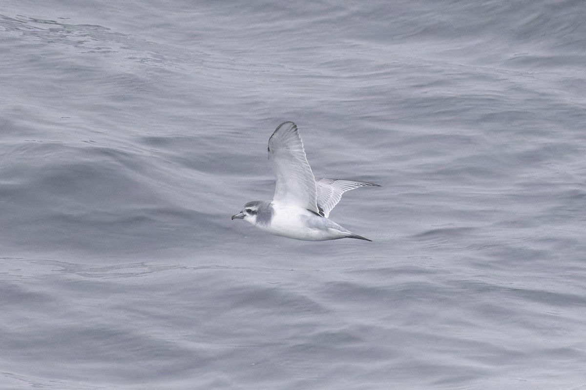 Antarctic Prion - ML640388432