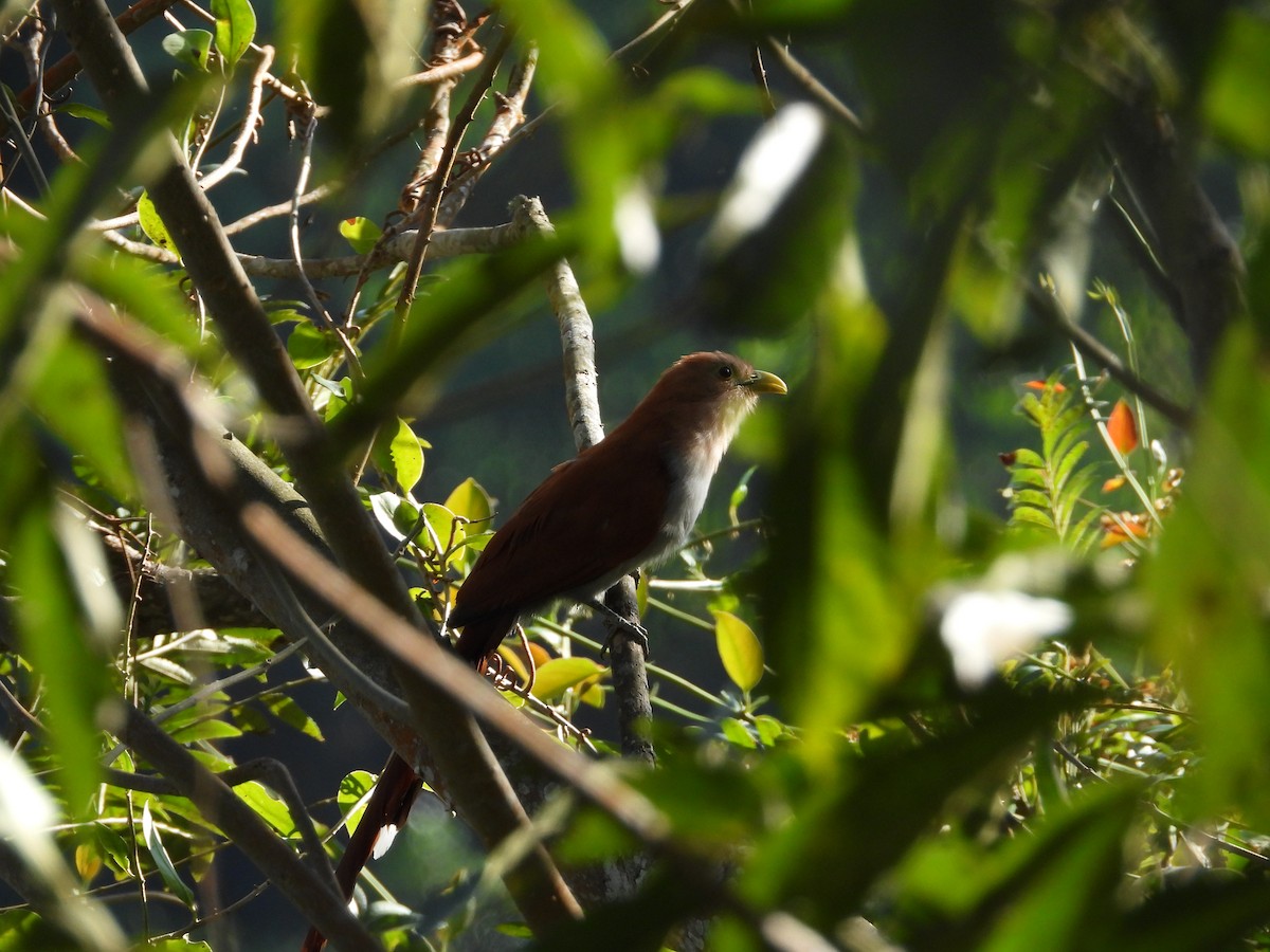 Common Squirrel-Cuckoo - ML640388434
