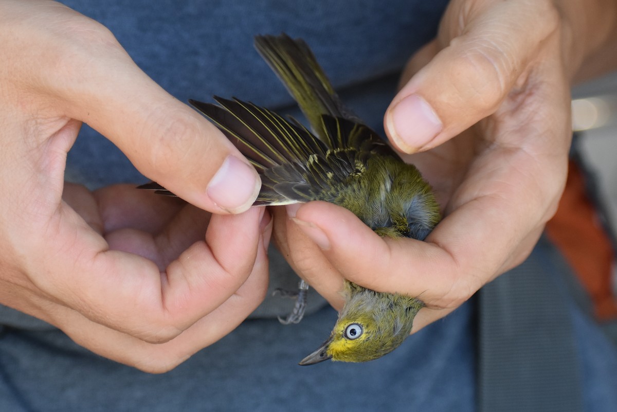 hvitøyevireo - ML640388448