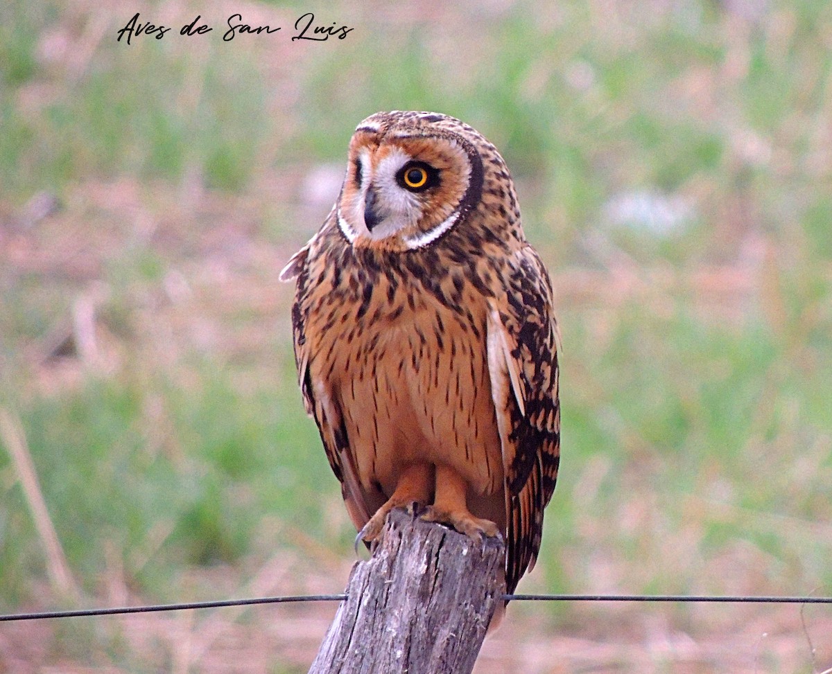 Short-eared Owl - ML640388459