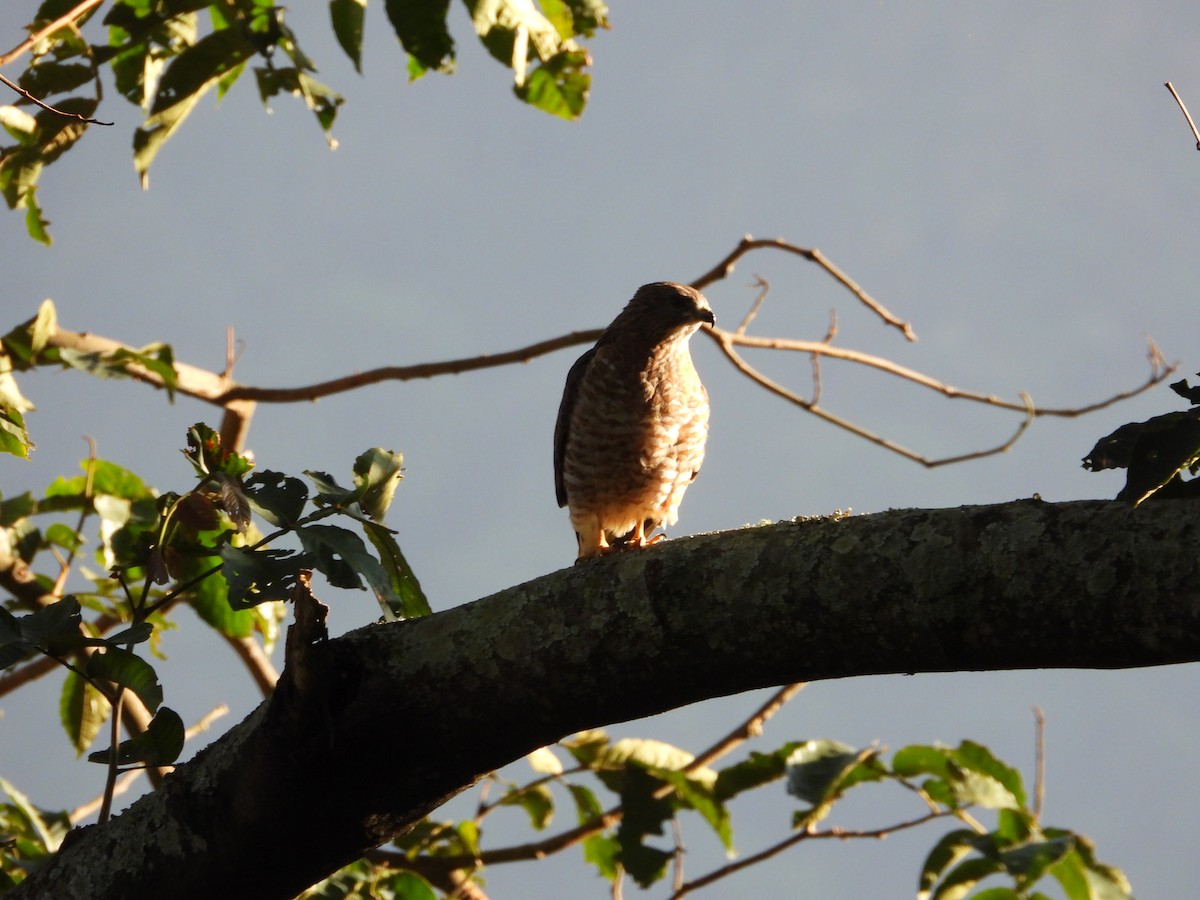 Roadside Hawk - ML640388497