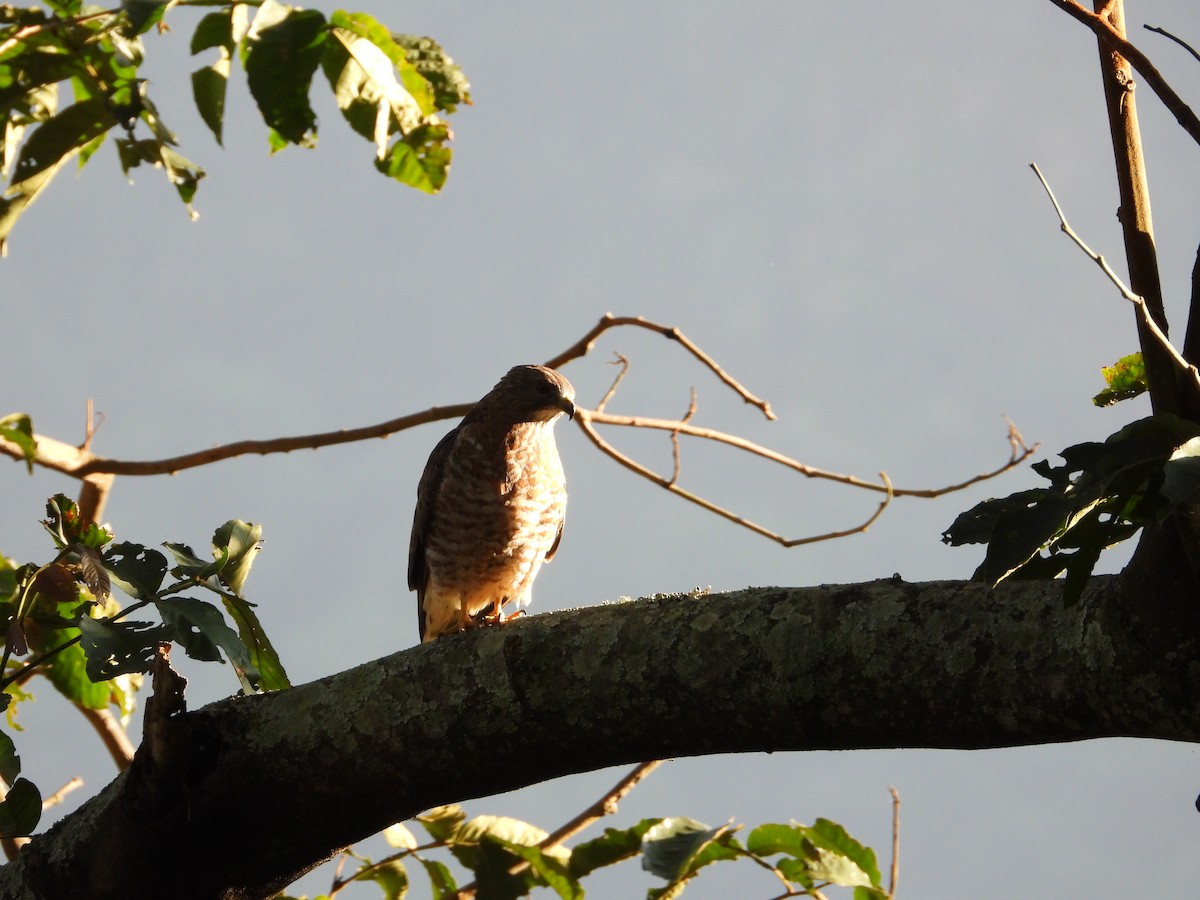 Roadside Hawk - ML640388500