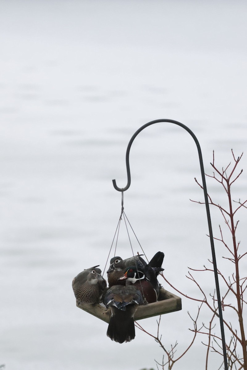 Wood Duck - ML640388520