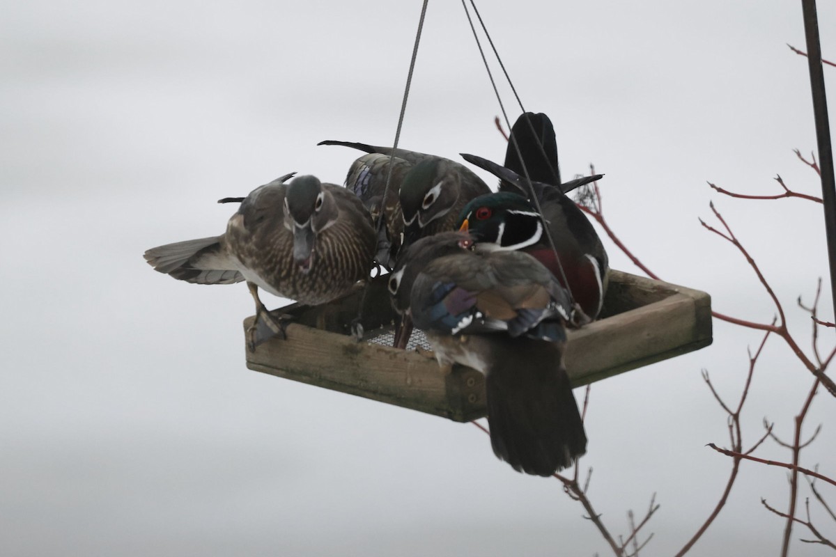 Wood Duck - ML640388521
