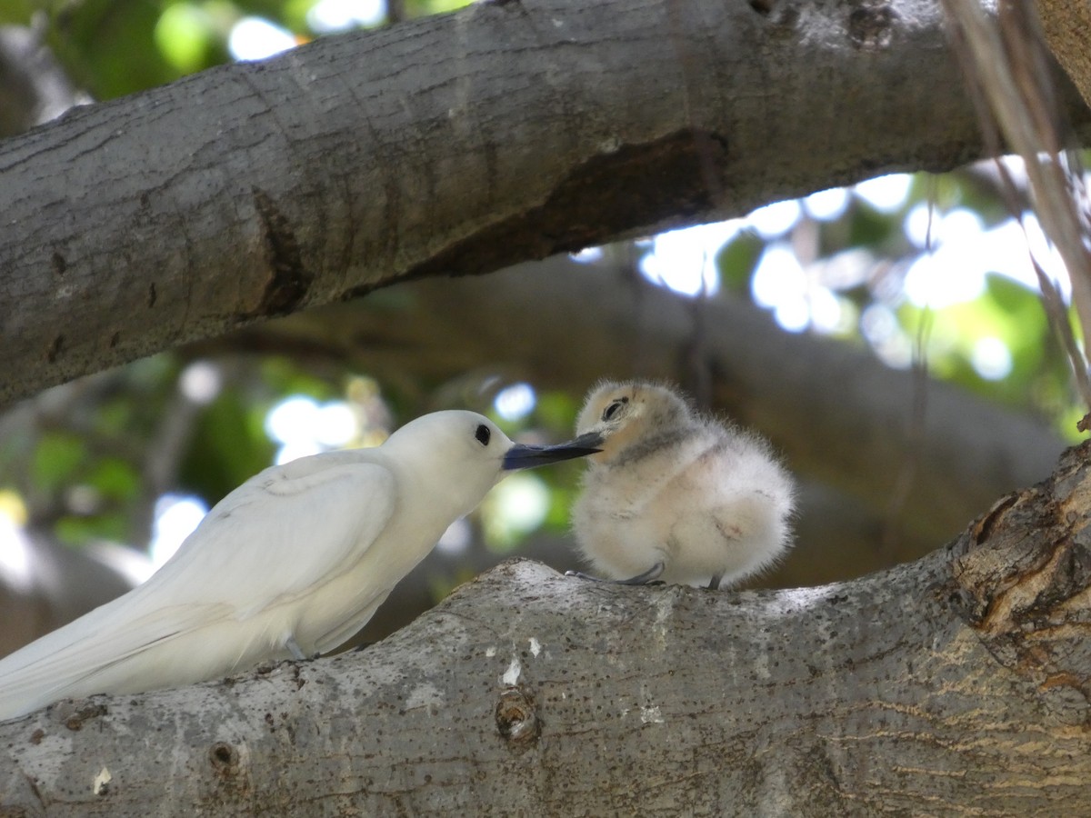 White Tern - ML640388565