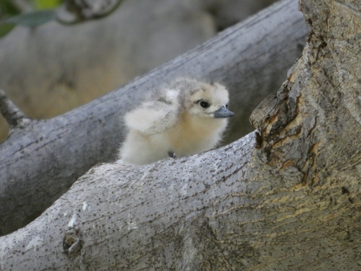 White Tern - ML640388568