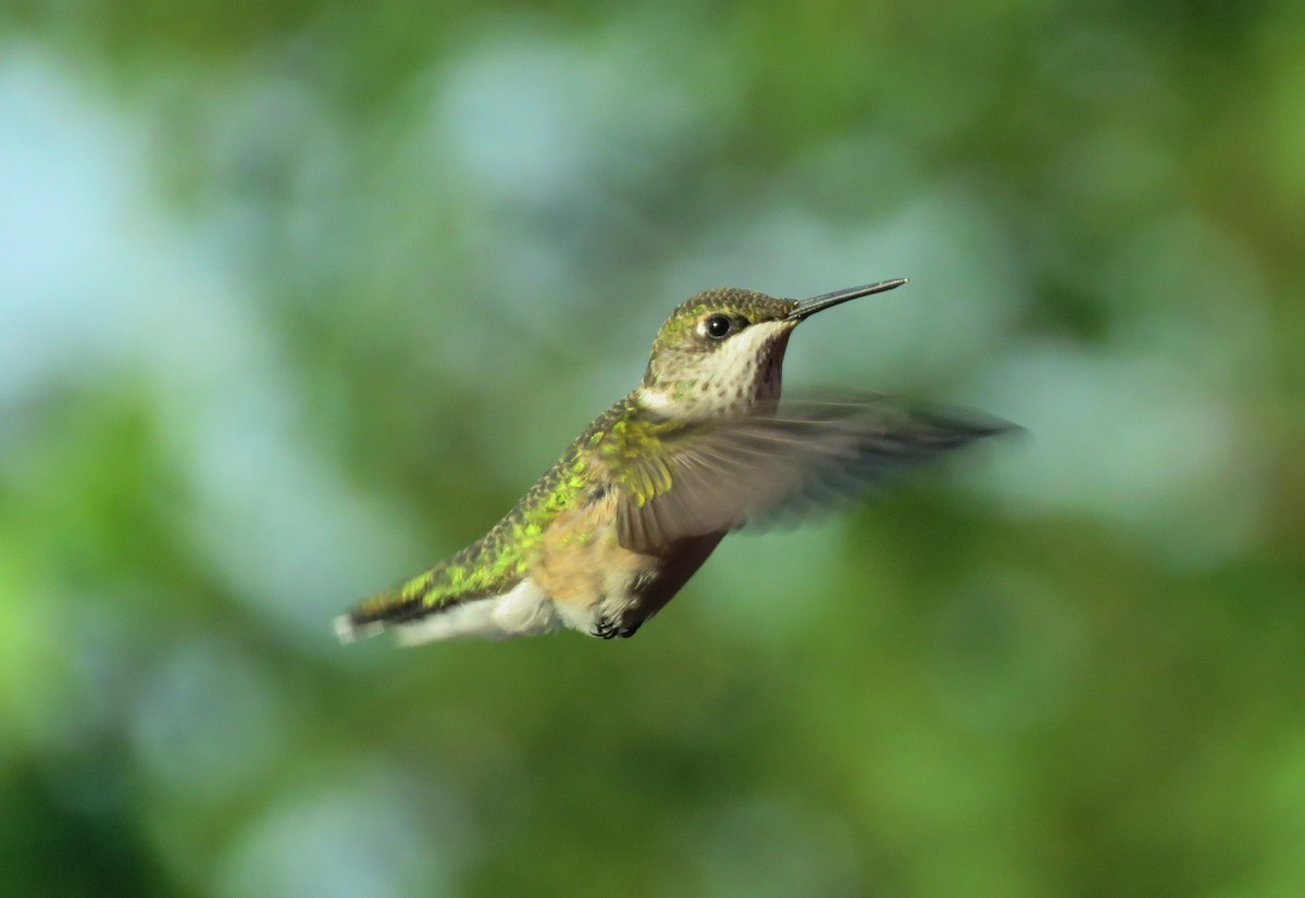 Ruby-throated Hummingbird - ML640388573